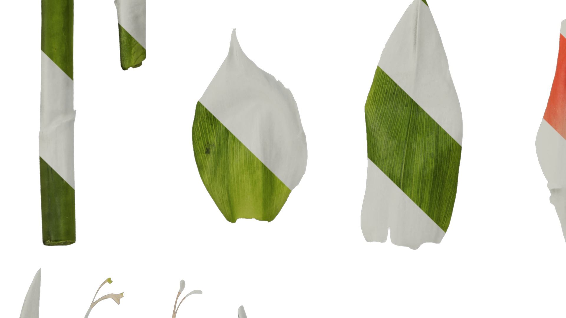 Anydrafts Gladiolus gandavensis Atlas 01 Texture_5