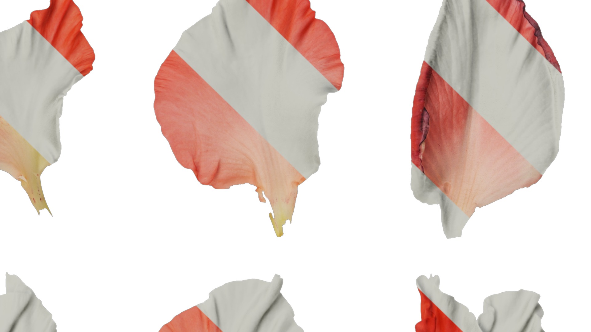 Anydrafts Gladiolus gandavensis Atlas 01 Texture_4