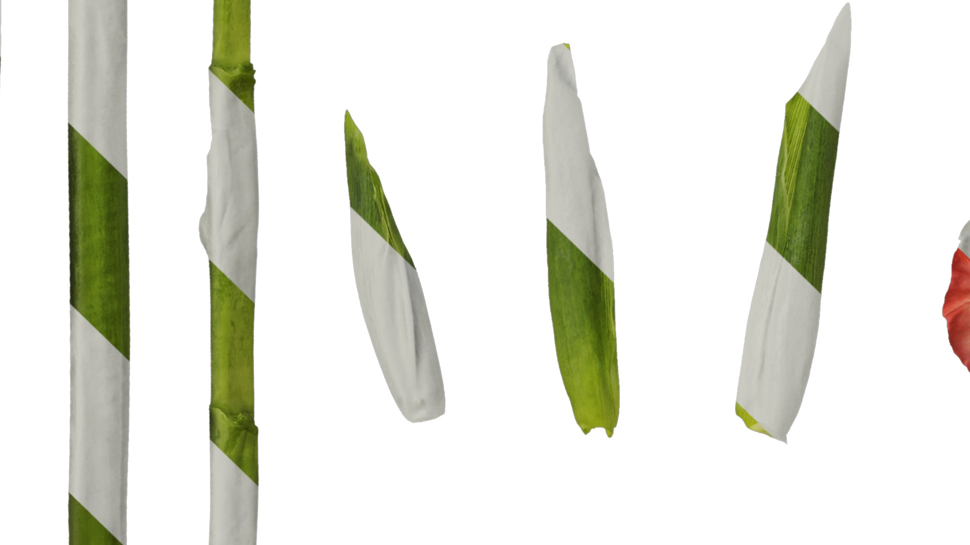 Anydrafts Gladiolus gandavensis Atlas 01 Texture_3