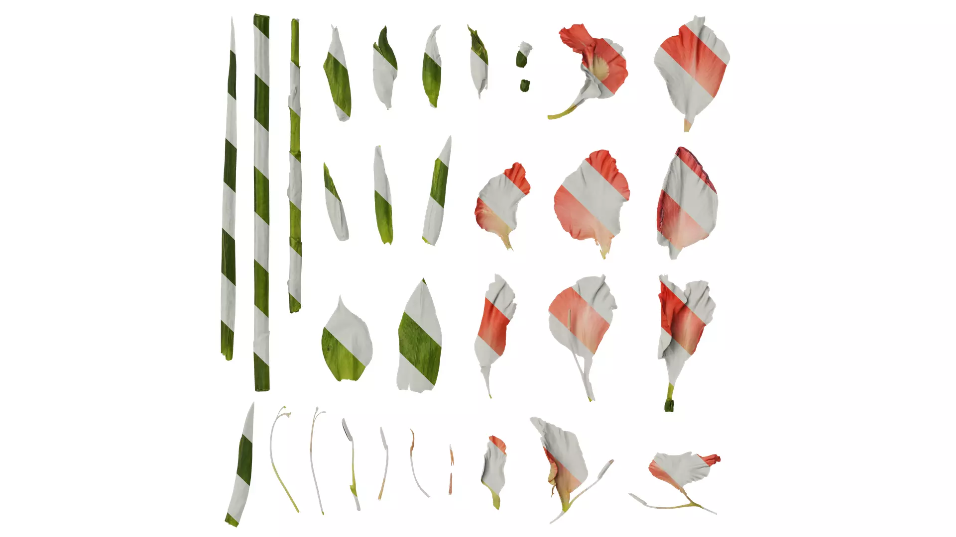 Anydrafts Gladiolus gandavensis Atlas 01 Texture_0