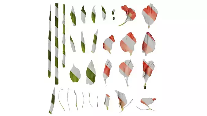 Anydrafts Gladiolus gandavensis Atlas 01