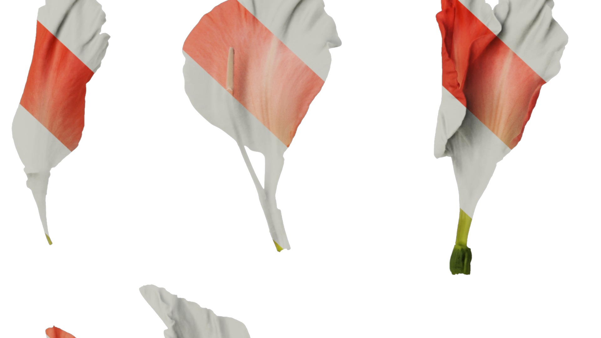 Anydrafts Gladiolus gandavensis Atlas 01 Texture_6