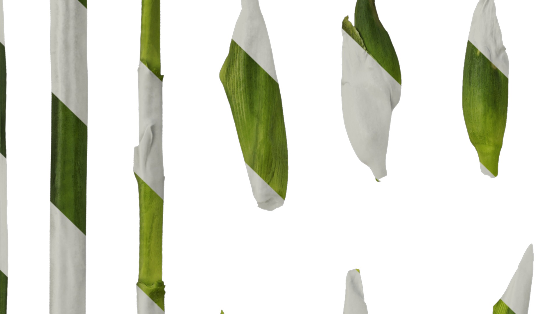 Anydrafts Gladiolus gandavensis Atlas 01 Texture_1