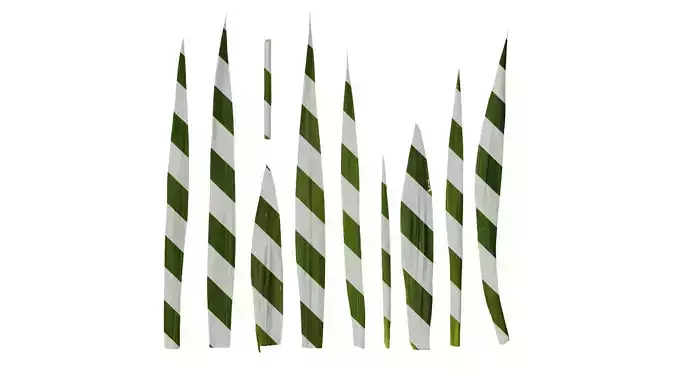 Anydrafts Gladiolus gandavensis Leaf 01