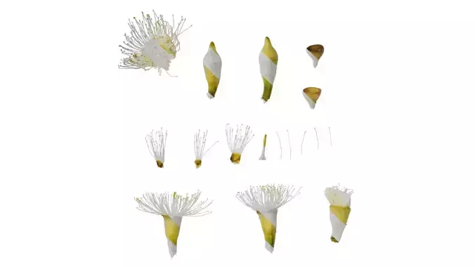 Anydrafts Eucalyptus platyphylla Flower 01