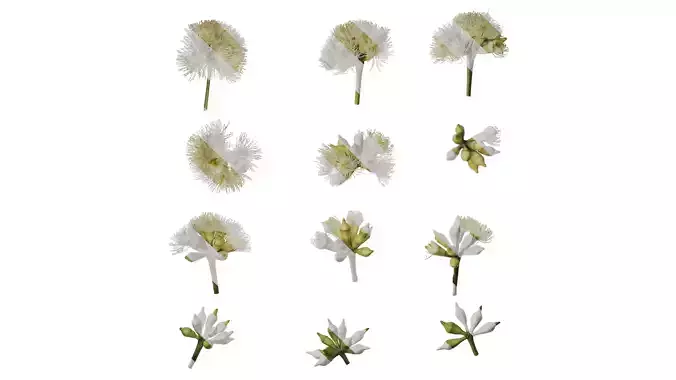 Anydrafts Eucalyptus platyphylla Flower 02