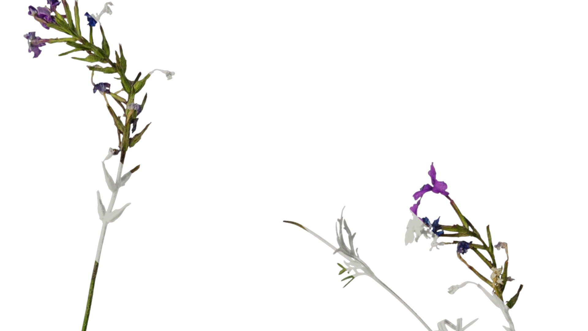 Anydrafts Glandularia tenera Atlas 10 Texture_2