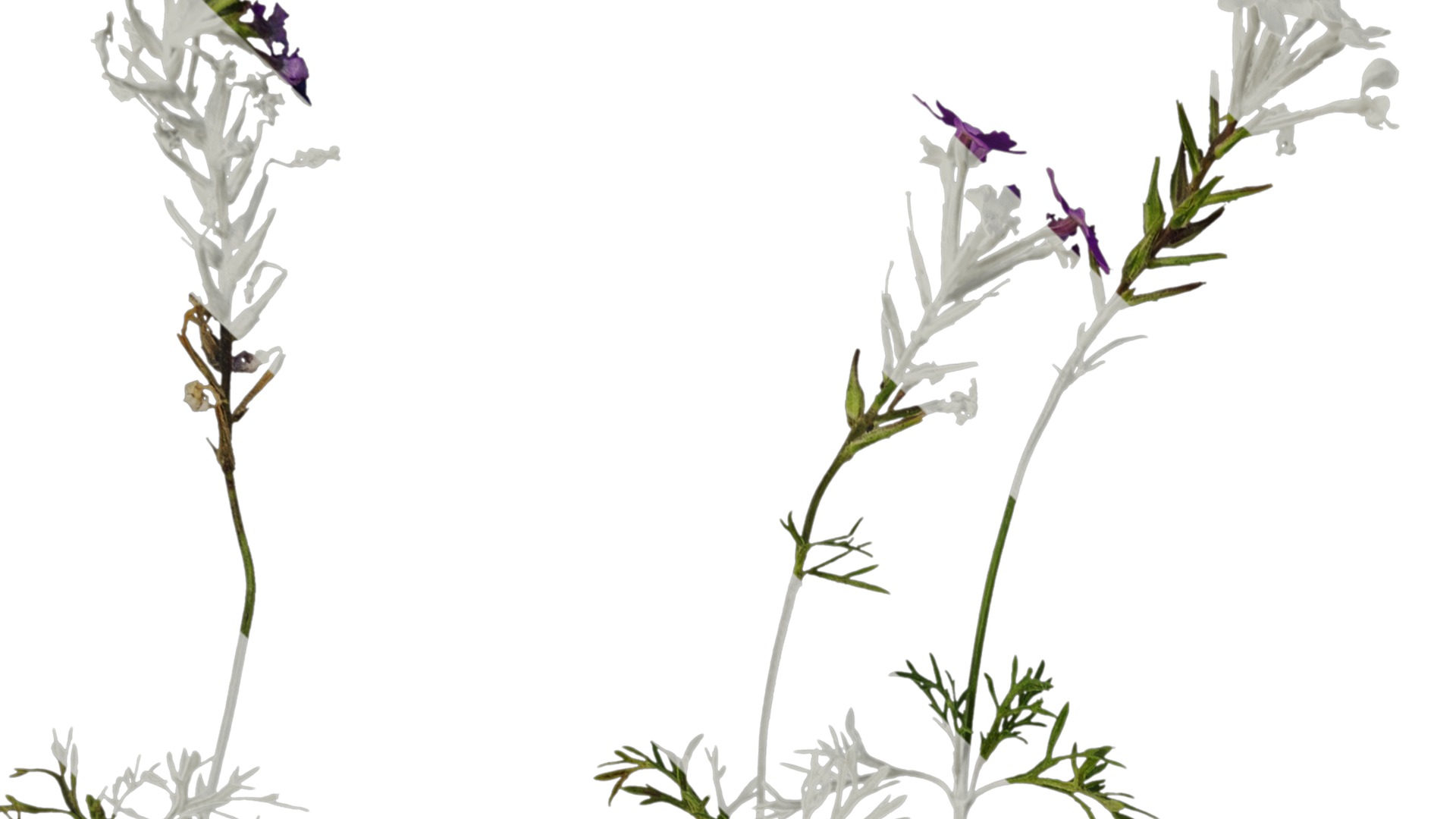 Anydrafts Glandularia tenera Atlas 10 Texture_1