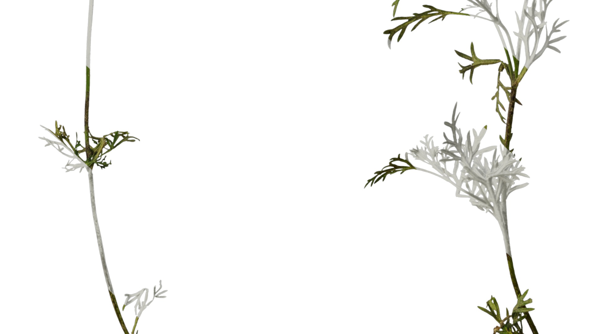 Anydrafts Glandularia tenera Atlas 10 Texture_6