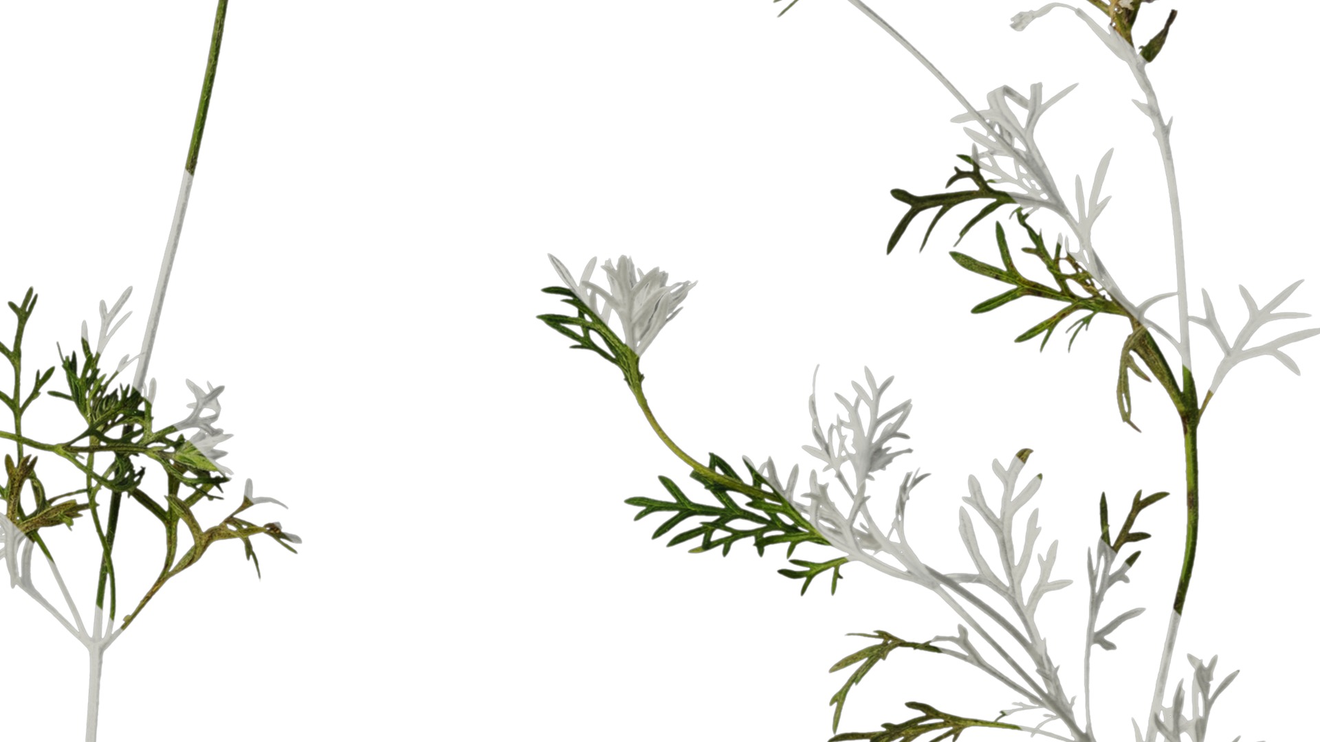 Anydrafts Glandularia tenera Atlas 10 Texture_4