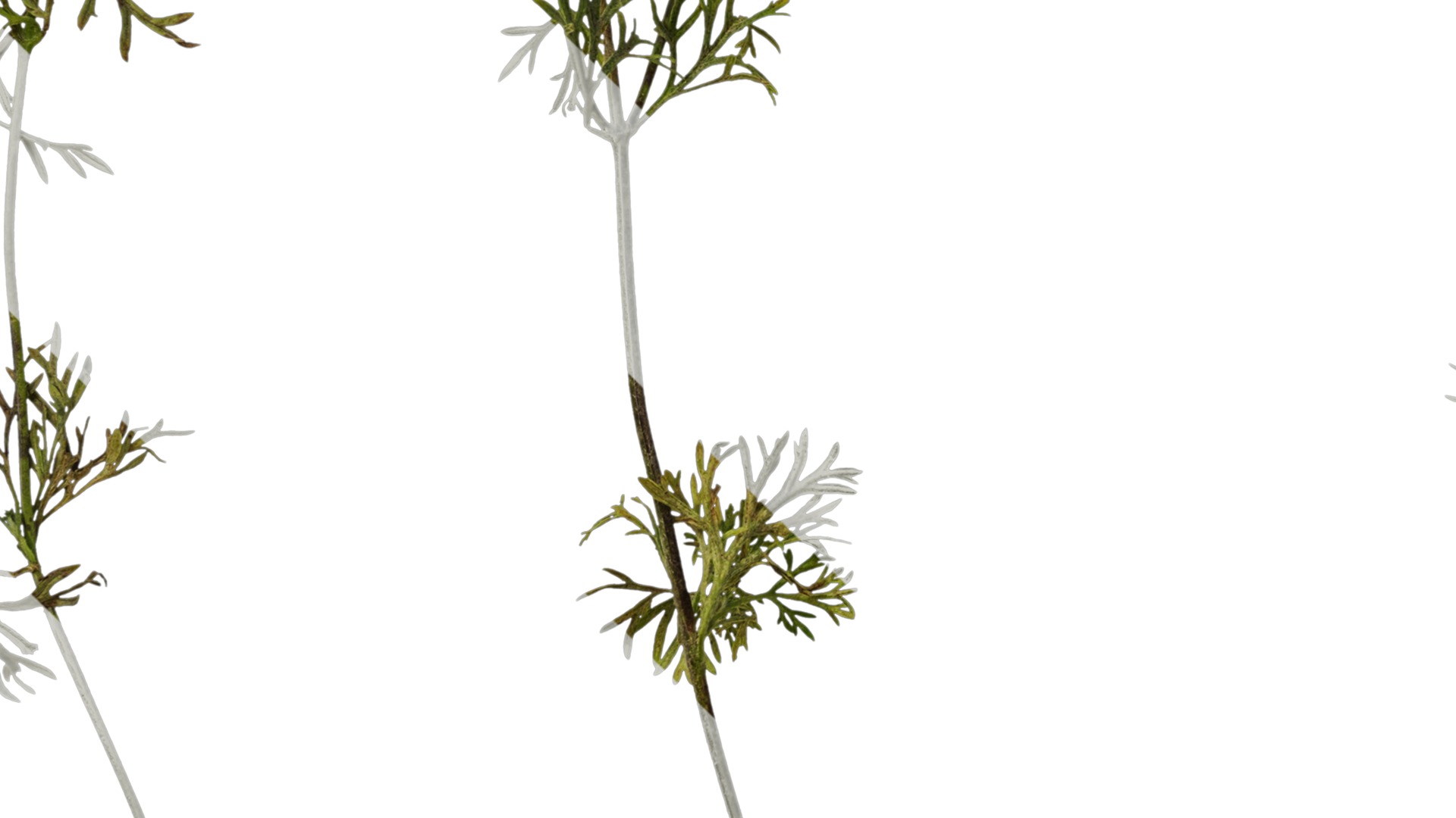 Anydrafts Glandularia tenera Atlas 10 Texture_5