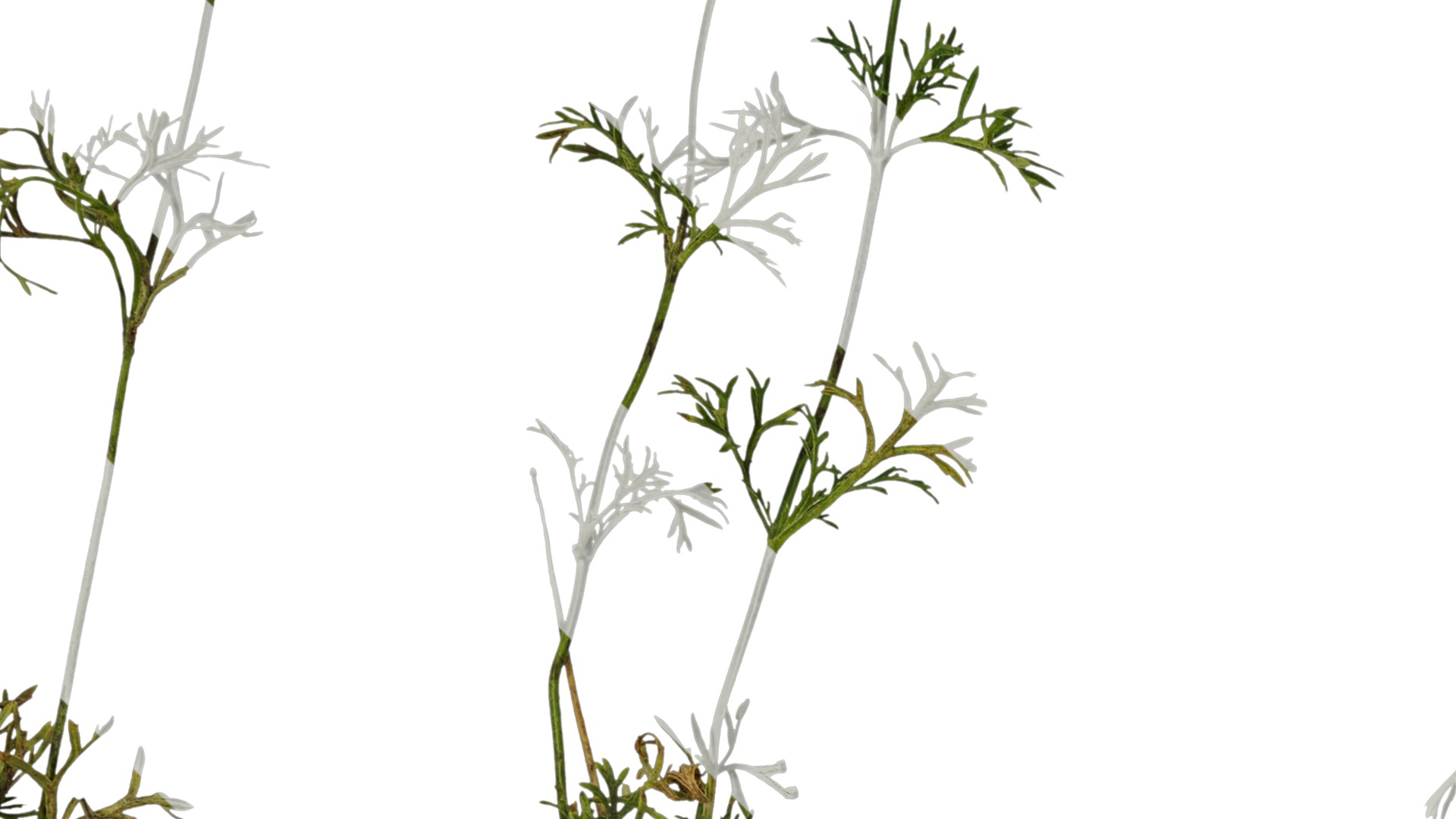 Anydrafts Glandularia tenera Atlas 10 Texture_3