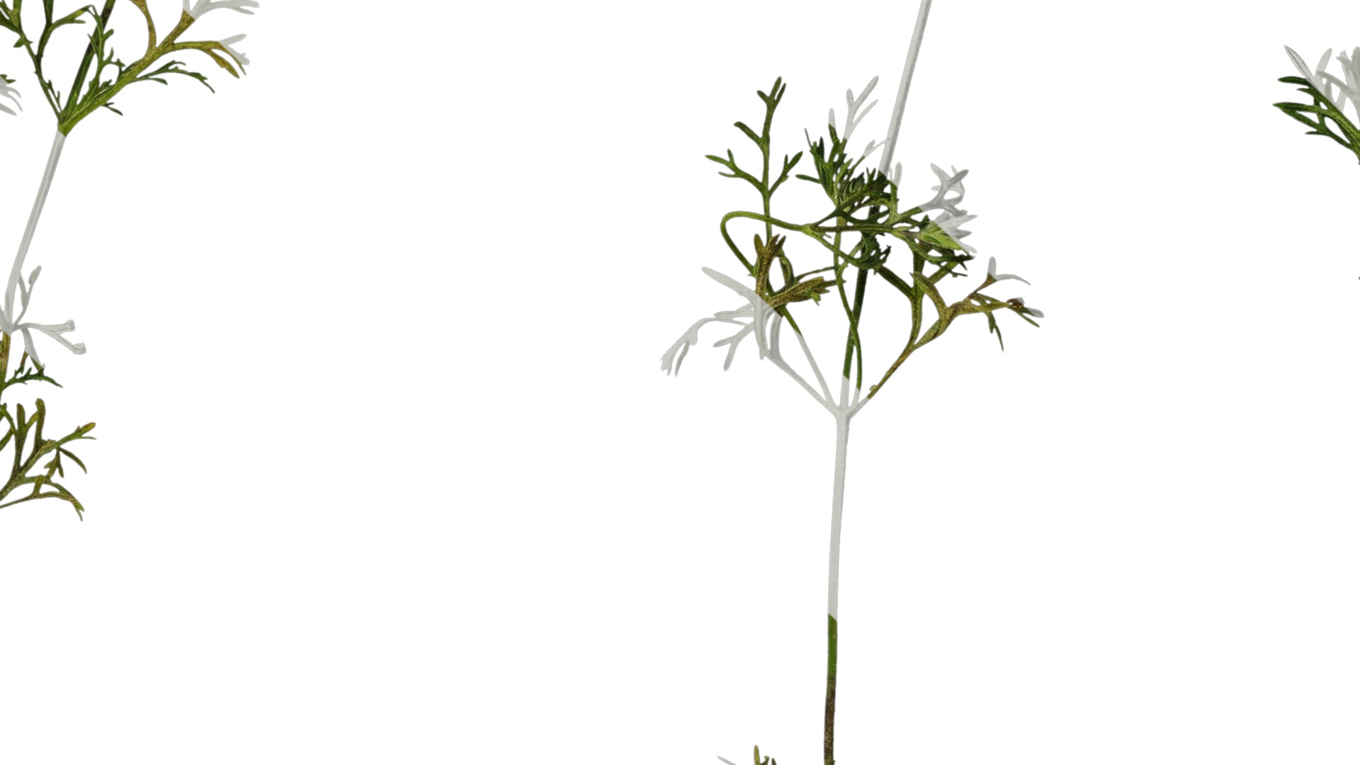 Anydrafts Glandularia tenera Atlas 10 Texture_7