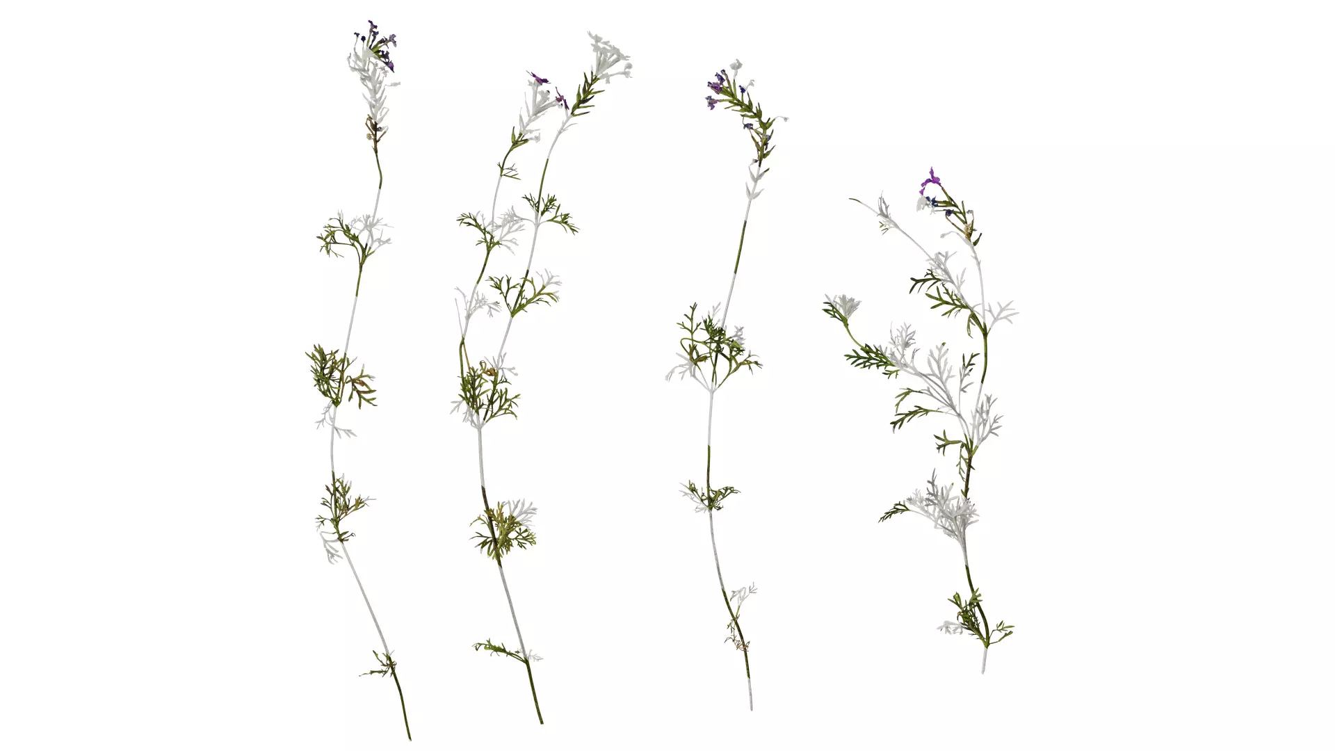 Anydrafts Glandularia tenera Atlas 10 Texture_0