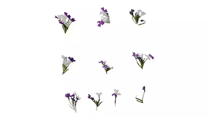 Anydrafts Glandularia tenera Flower 06 Texture