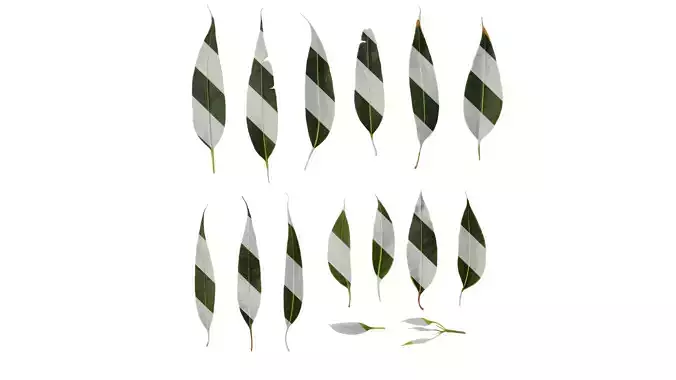 Anydrafts Eucalyptus platyphylla Leaf 12