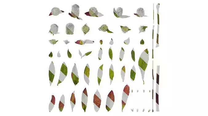 Anydrafts Gomphrena globosa Atlas 01