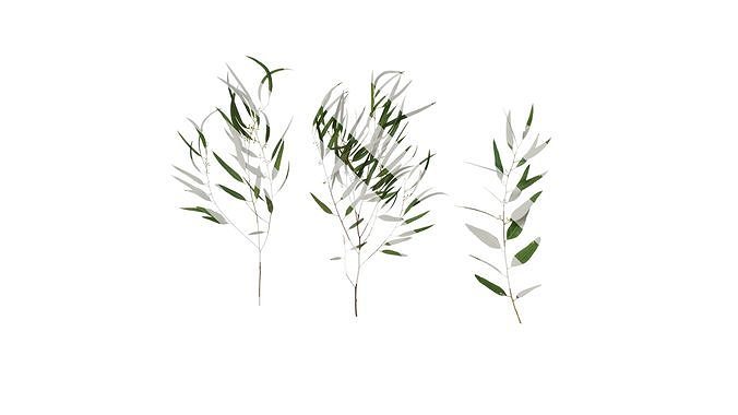 Anydrafts Eucalyptus saligna Atlas 05 Texture