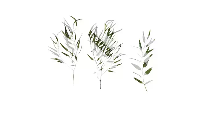 Anydrafts Eucalyptus saligna Atlas 05