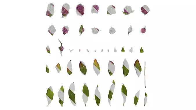 Anydrafts Gomphrena globosa Atlas 05