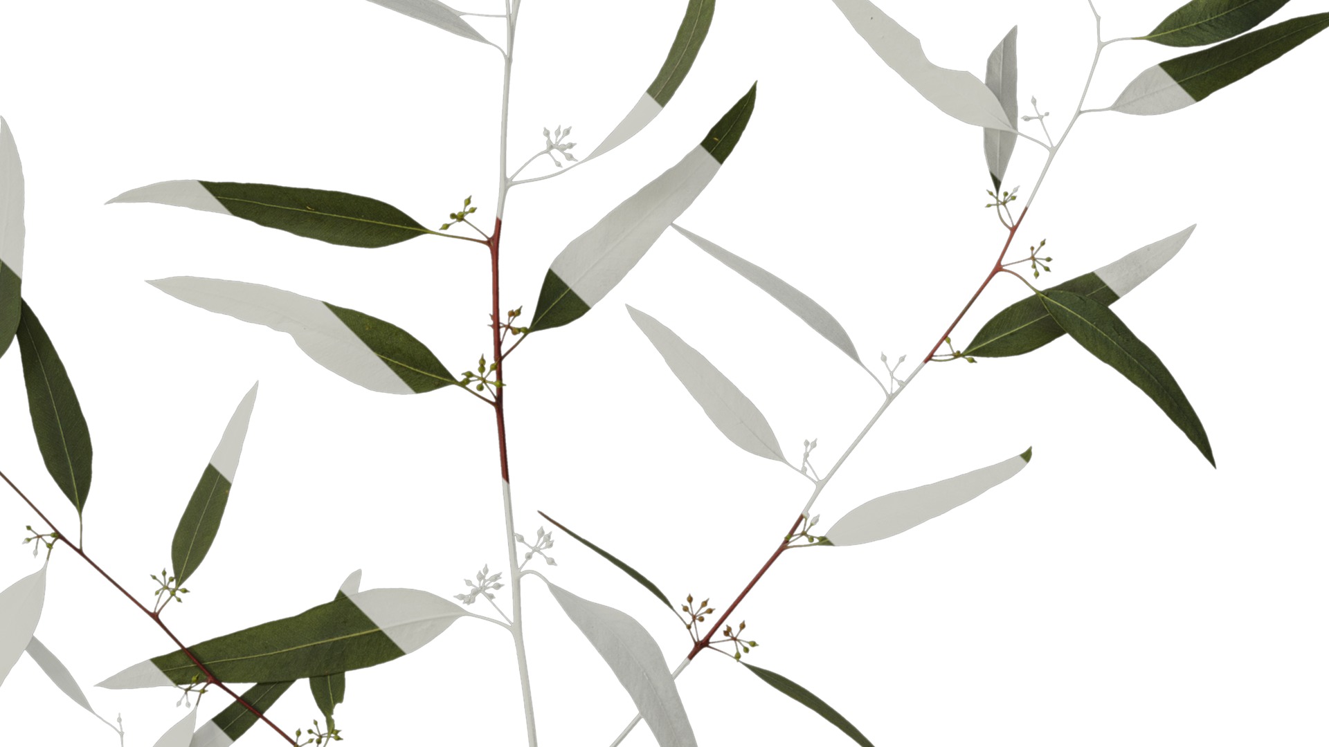 Anydrafts Eucalyptus saligna Atlas 06 Texture_4