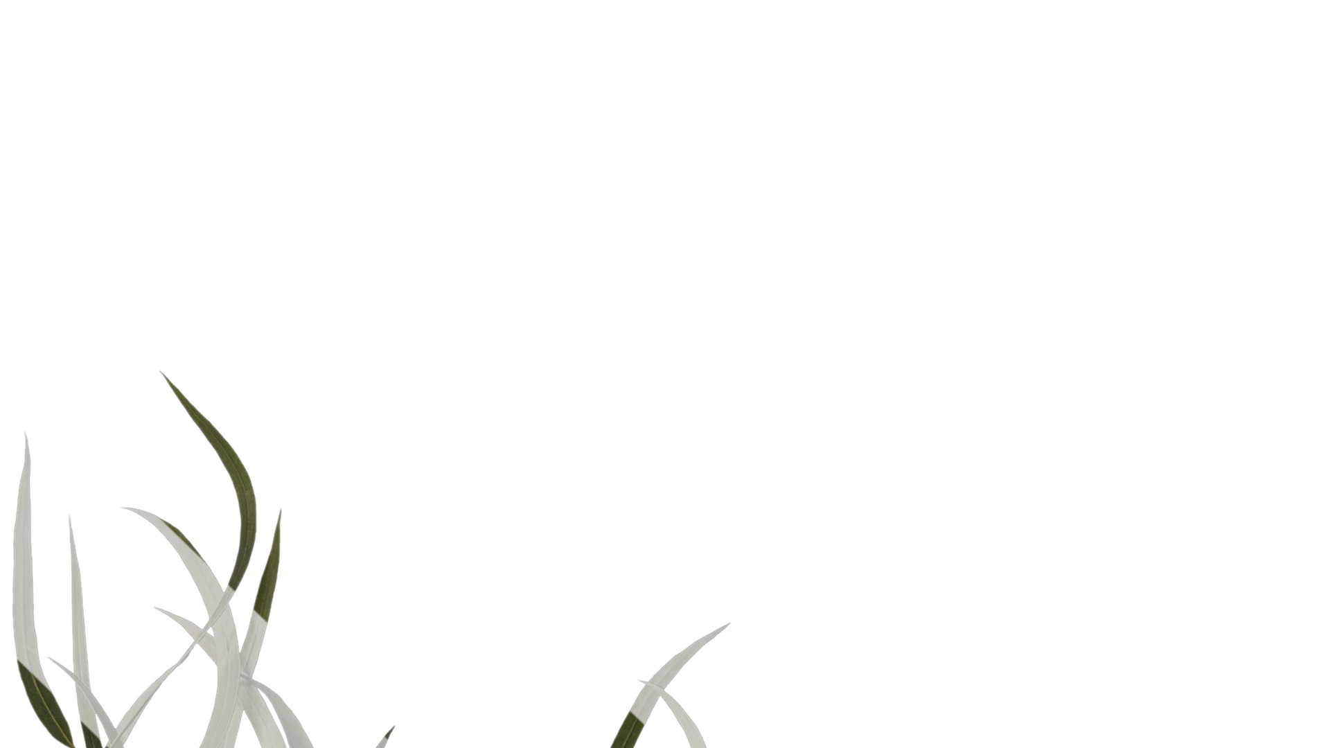 Anydrafts Eucalyptus saligna Atlas 06 Texture_1