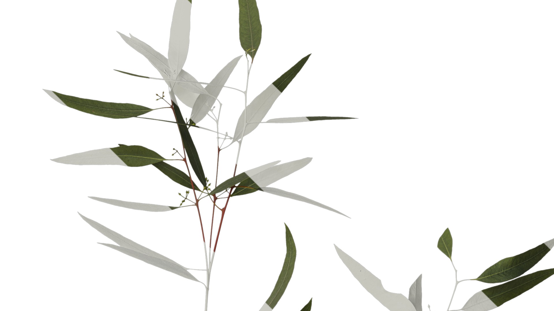 Anydrafts Eucalyptus saligna Atlas 06 Texture_2