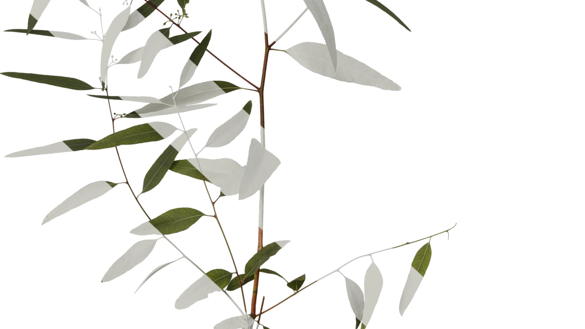 Anydrafts Eucalyptus saligna Atlas 06 Texture_6