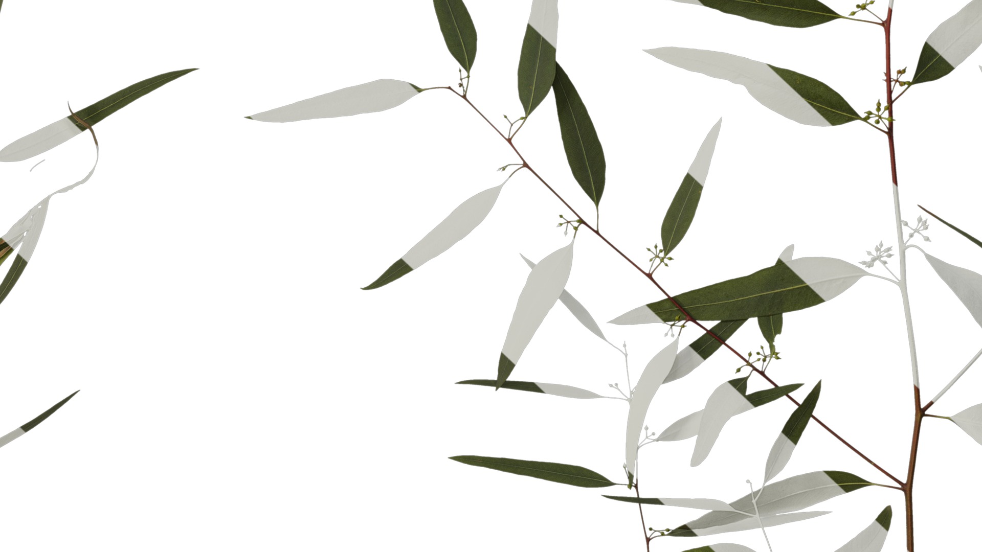 Anydrafts Eucalyptus saligna Atlas 06 Texture_7