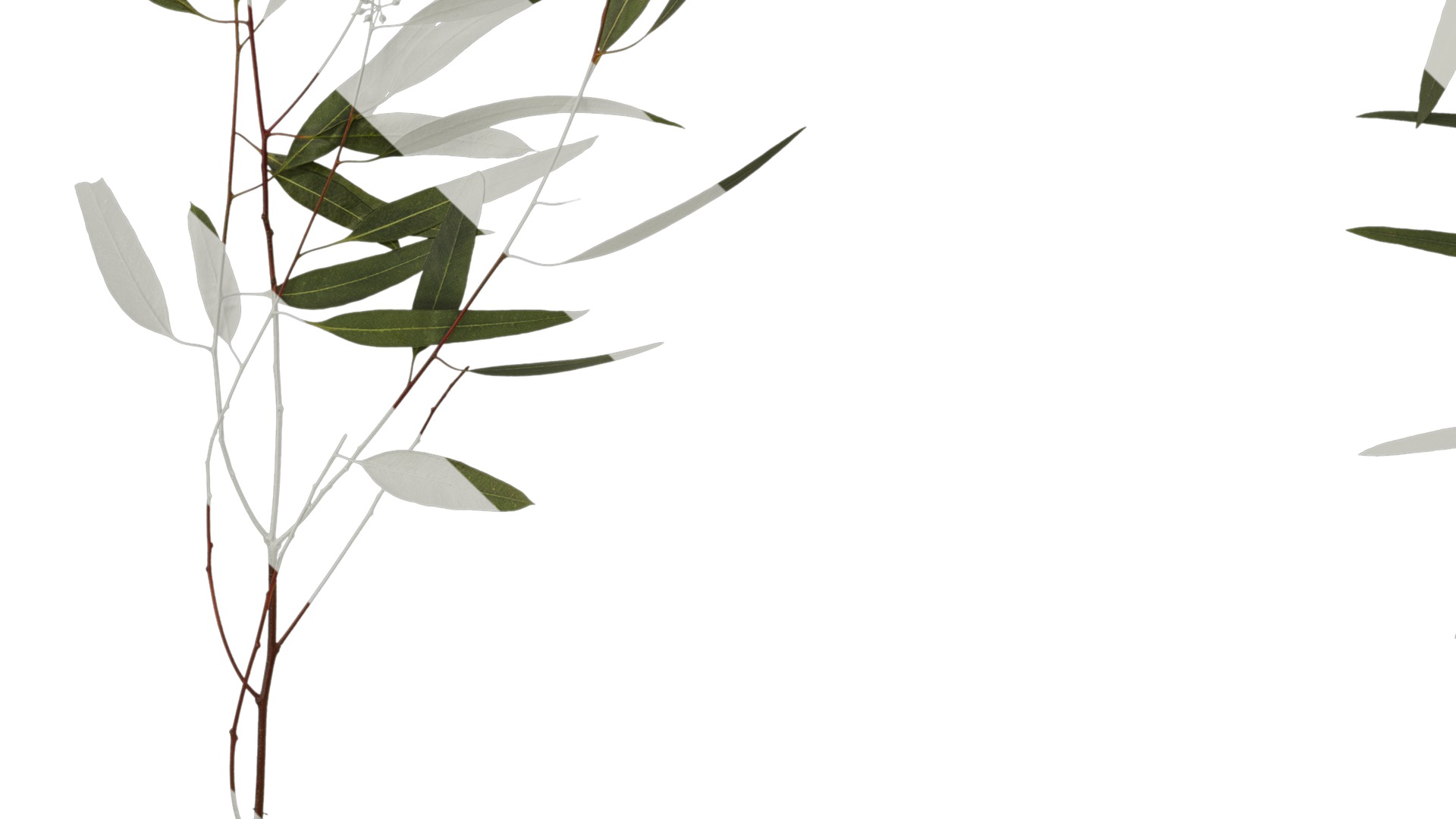 Anydrafts Eucalyptus saligna Atlas 06 Texture_5