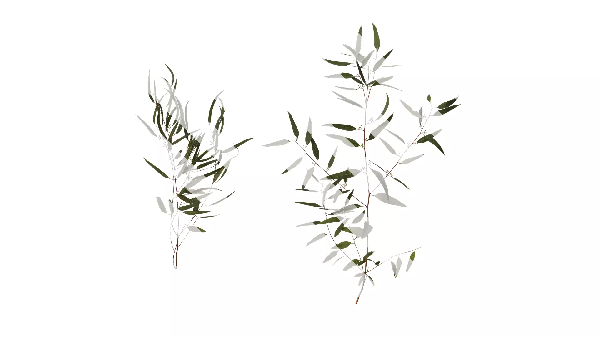 Anydrafts Eucalyptus saligna Atlas 06 Texture_0