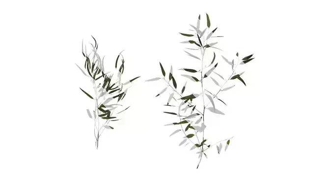 Anydrafts Eucalyptus saligna Atlas 06