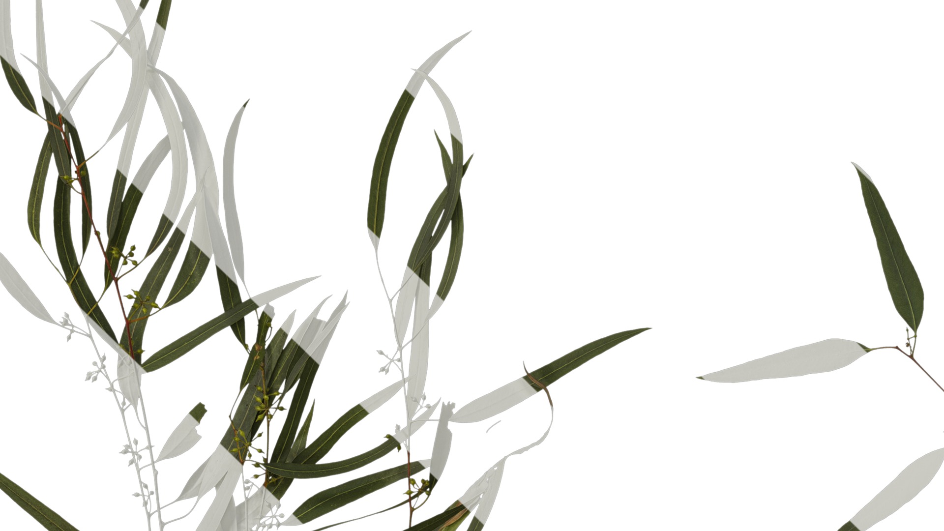 Anydrafts Eucalyptus saligna Atlas 06 Texture_3