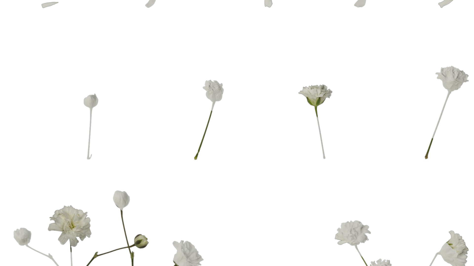 Anydrafts Gypsophila paniculata Atlas 03 Texture_4