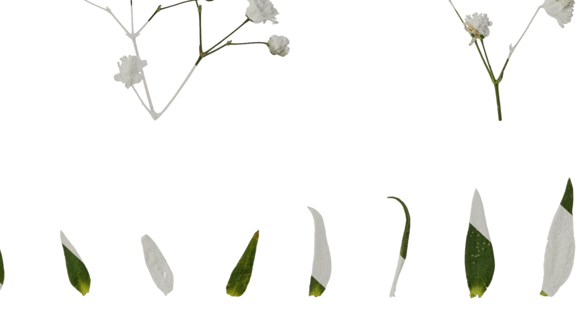 Anydrafts Gypsophila paniculata Atlas 03 Texture_6