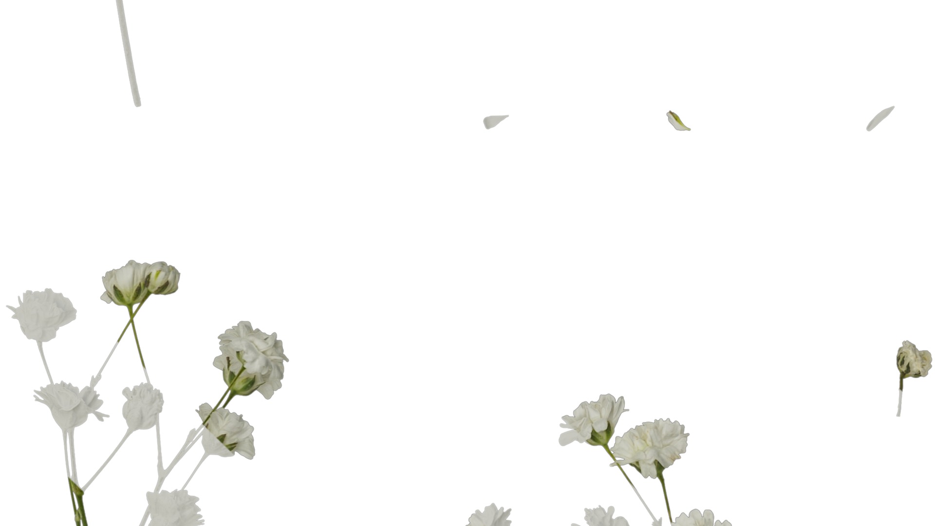 Anydrafts Gypsophila paniculata Atlas 03 Texture_3