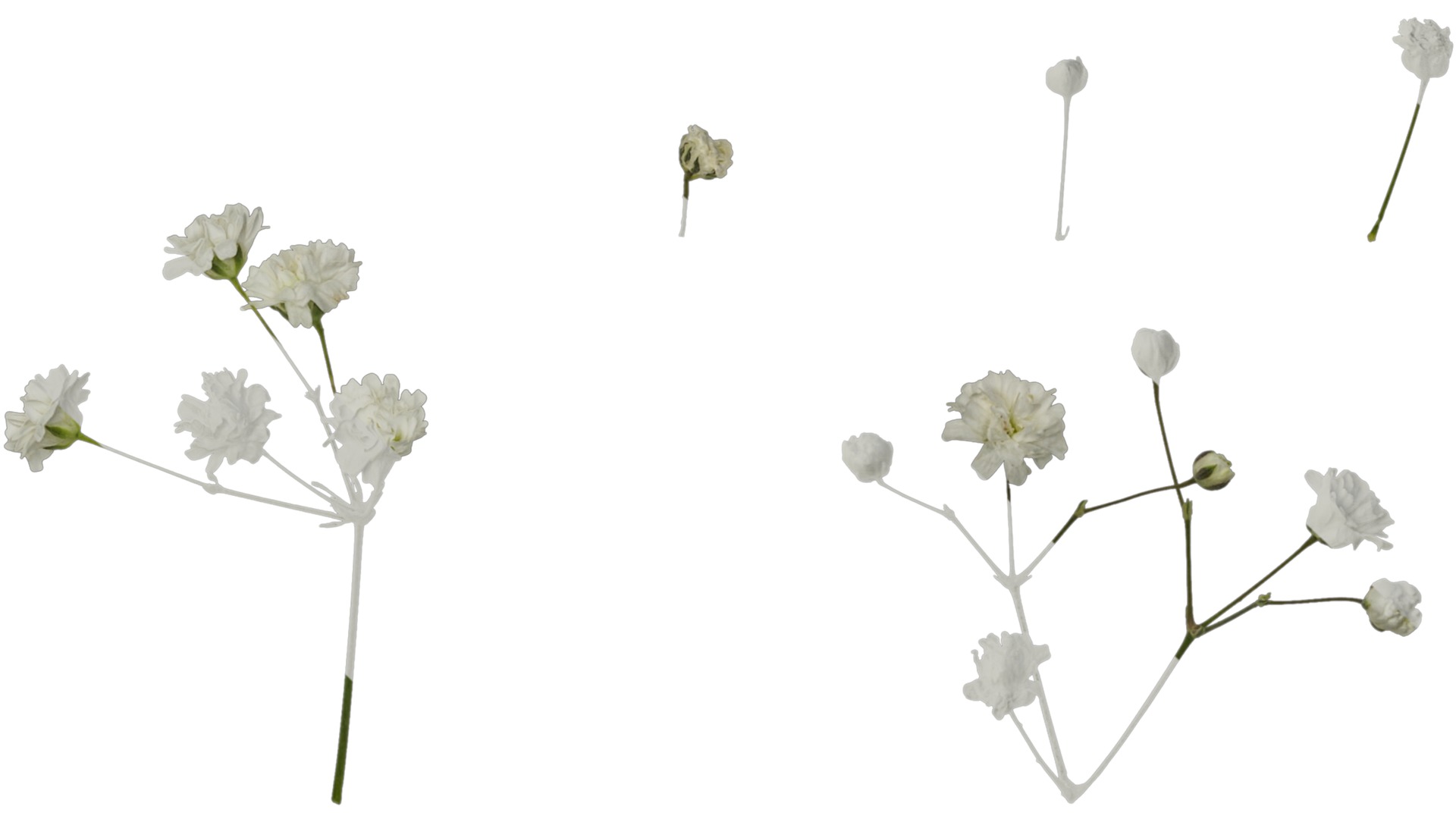 Anydrafts Gypsophila paniculata Atlas 03 Texture_7