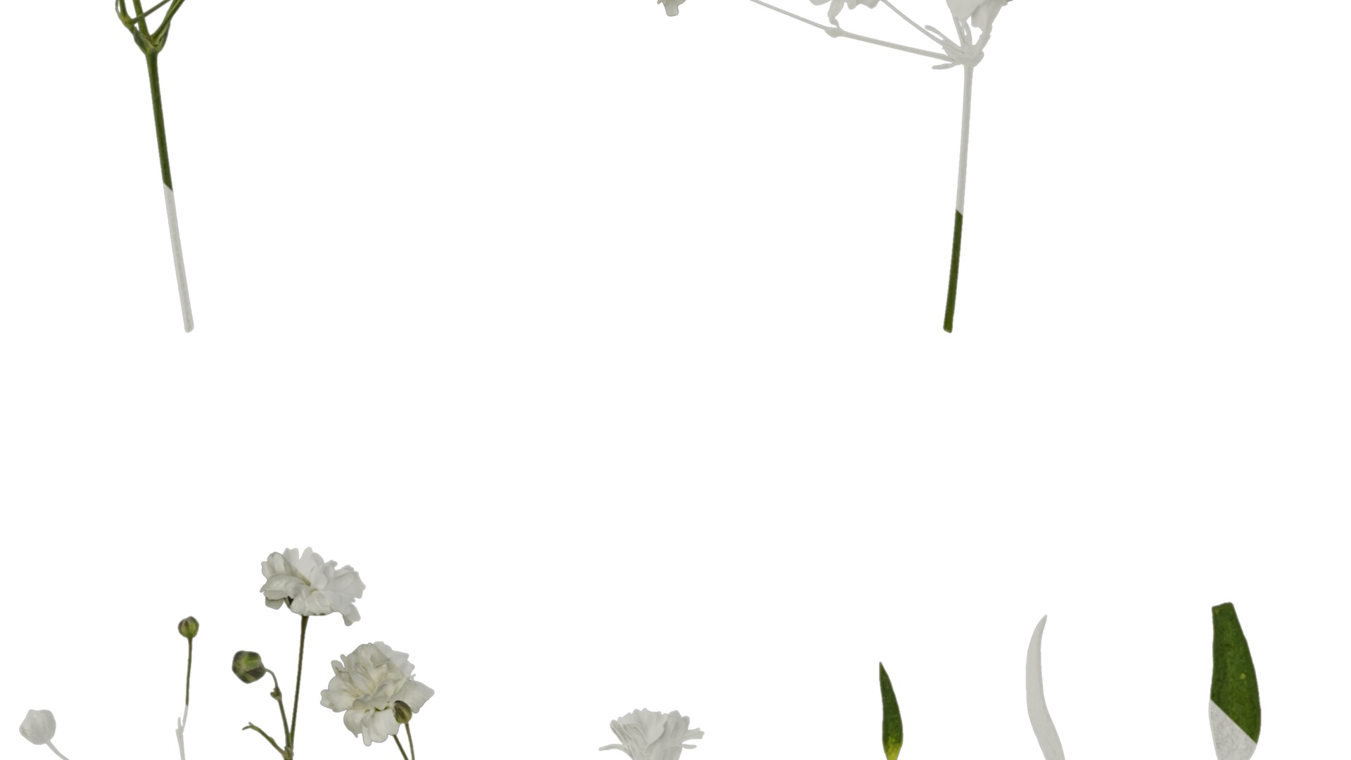 Anydrafts Gypsophila paniculata Atlas 03 Texture_5