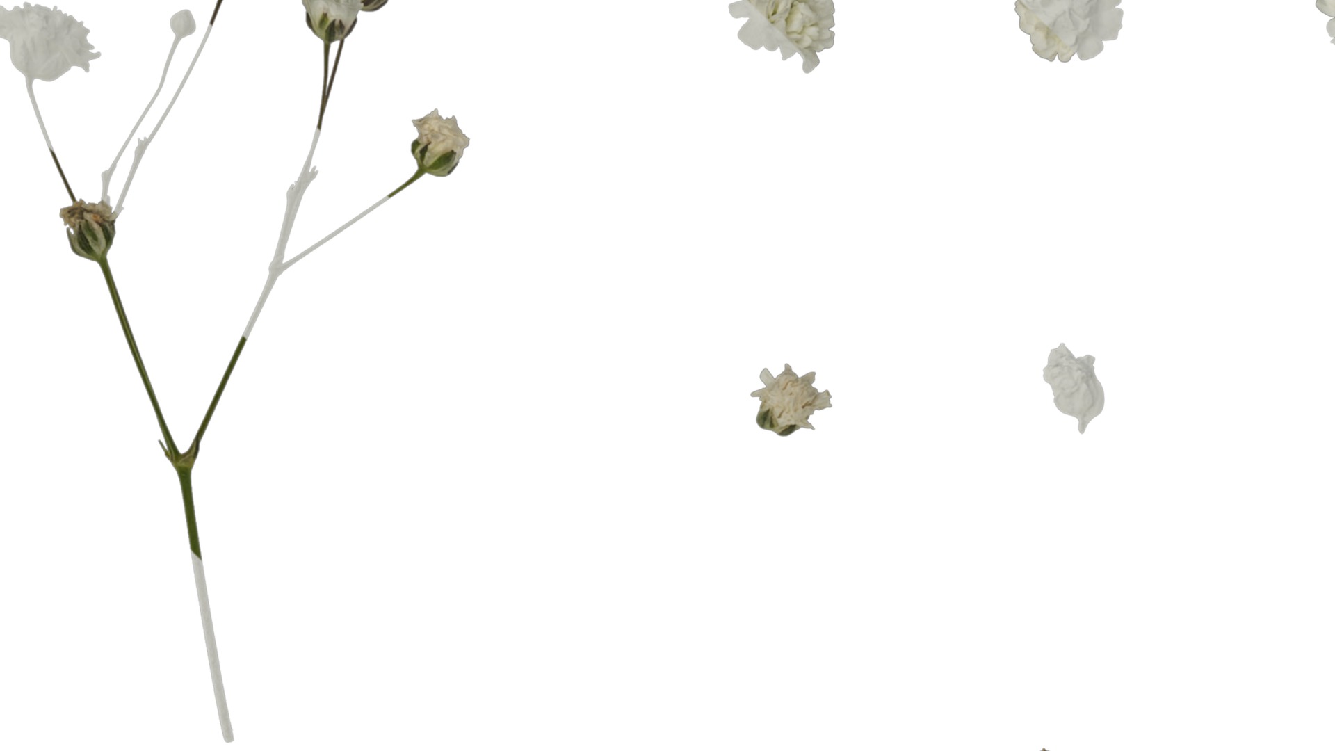 Anydrafts Gypsophila paniculata Atlas 03 Texture_1