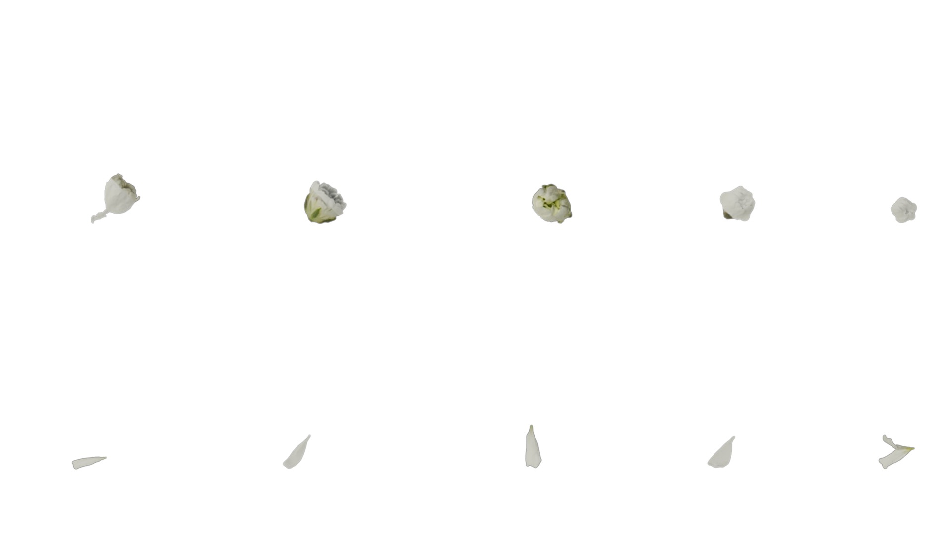 Anydrafts Gypsophila paniculata Atlas 03 Texture_2