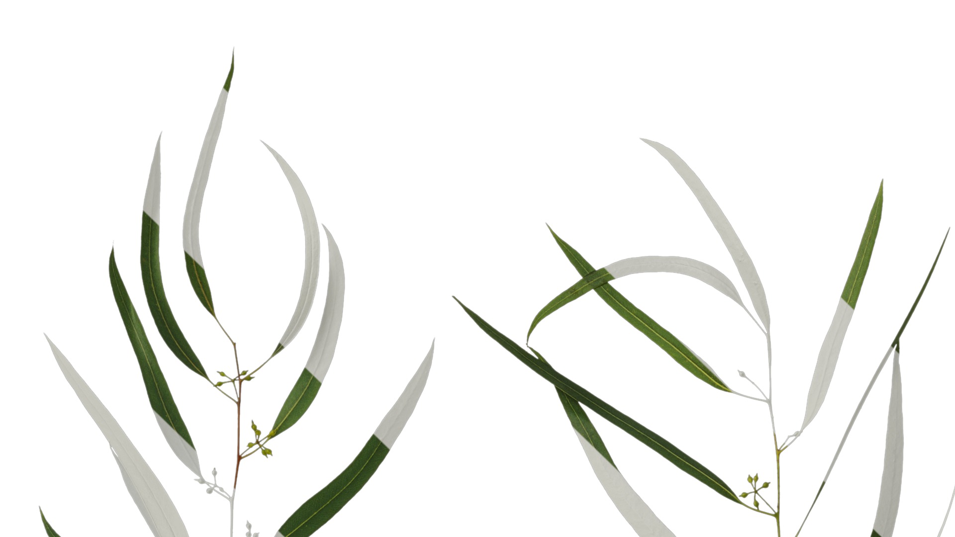 Anydrafts Eucalyptus saligna Atlas 07 Texture_1