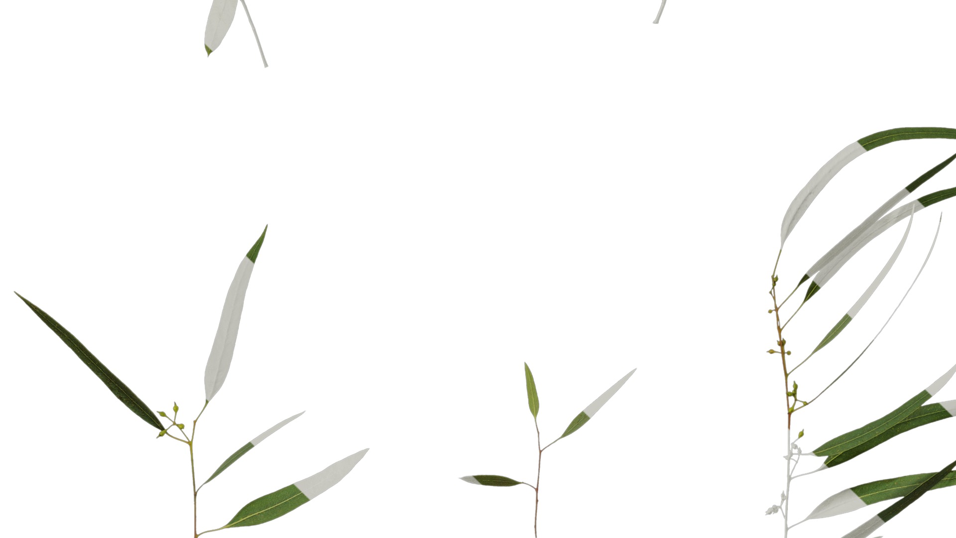 Anydrafts Eucalyptus saligna Atlas 07 Texture_5