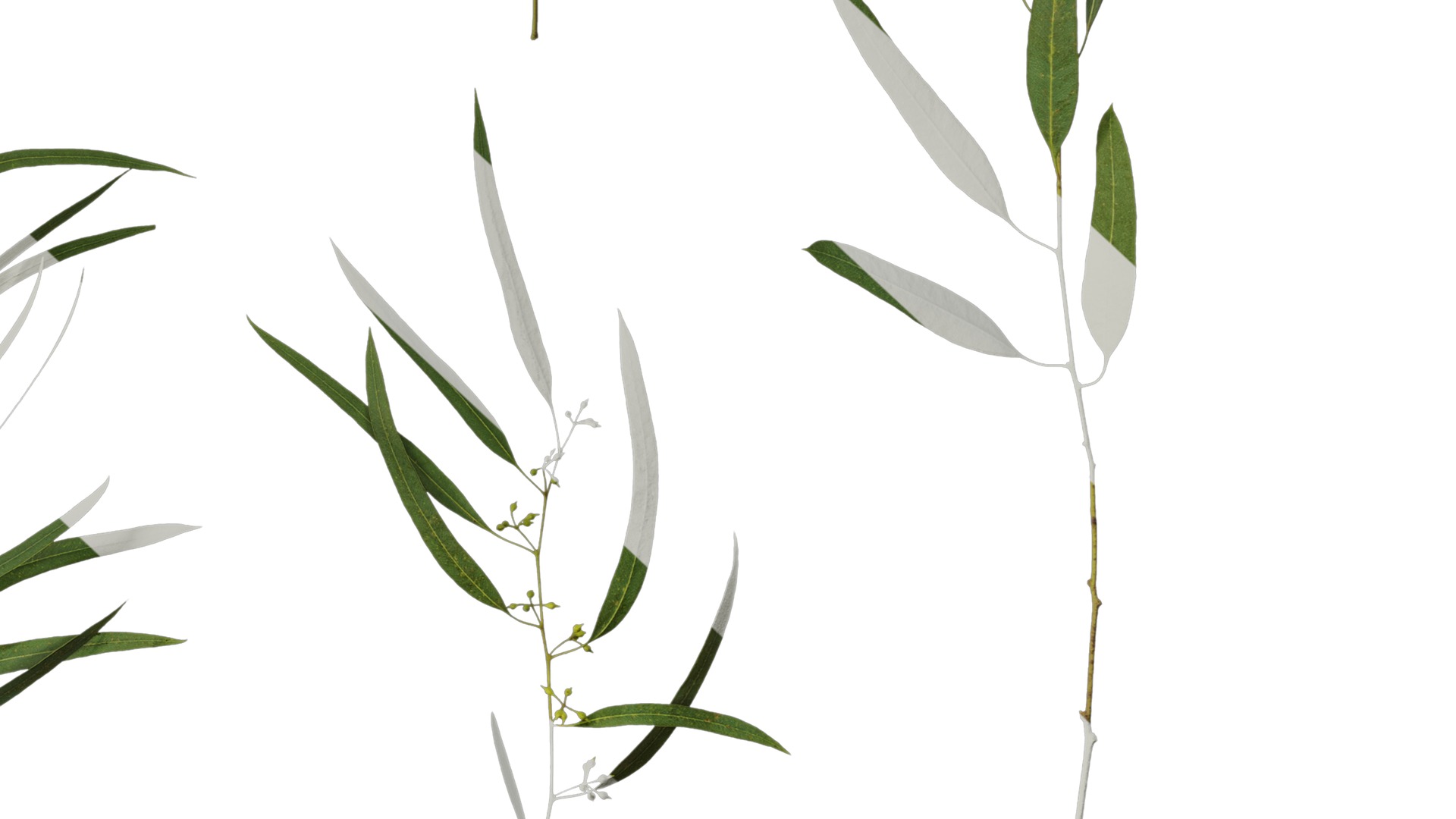 Anydrafts Eucalyptus saligna Atlas 07 Texture_6