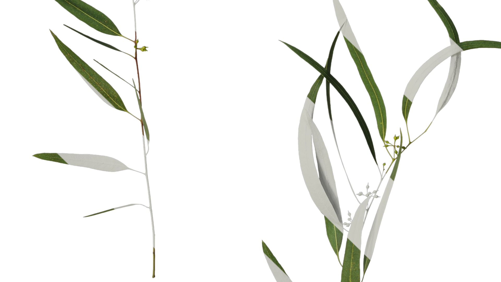 Anydrafts Eucalyptus saligna Atlas 07 Texture_4