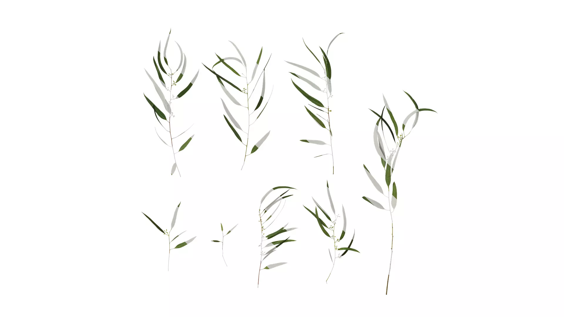 Anydrafts Eucalyptus saligna Atlas 07 Texture_0