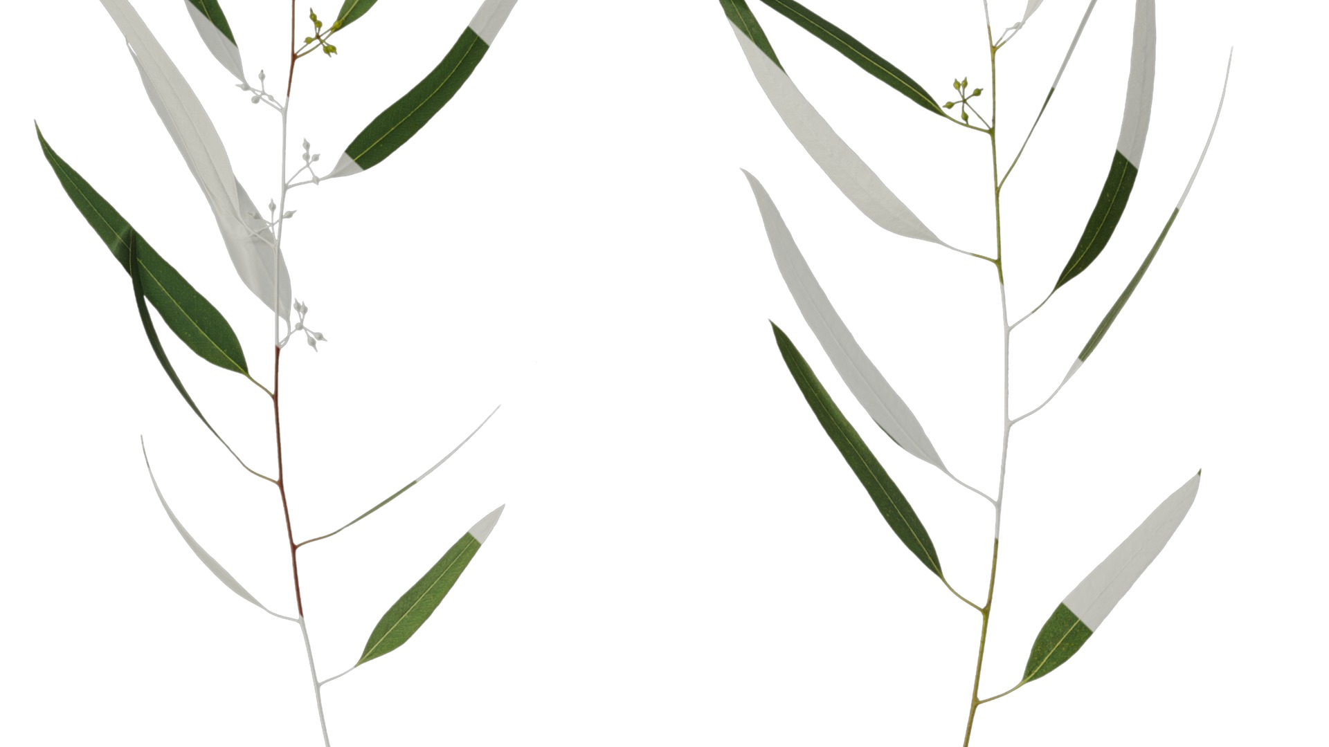 Anydrafts Eucalyptus saligna Atlas 07 Texture_3