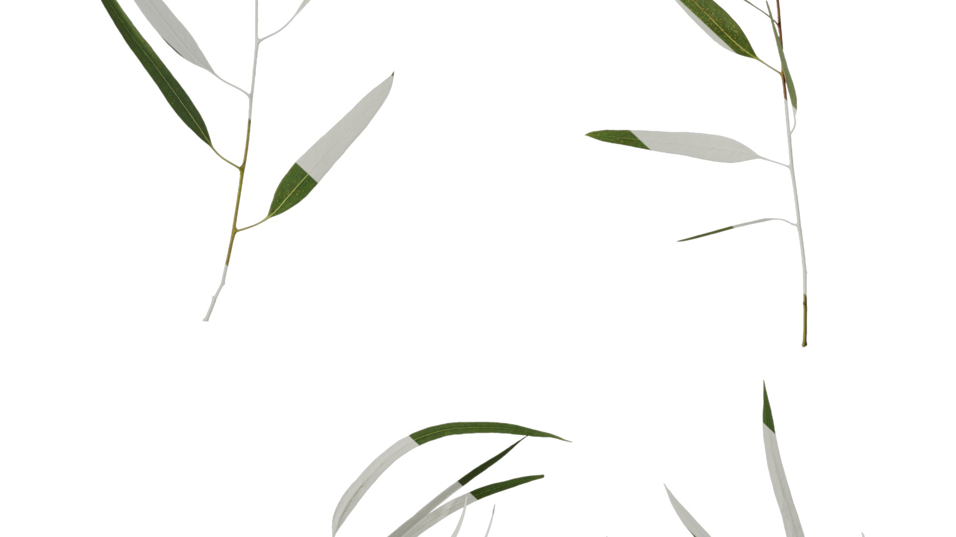 Anydrafts Eucalyptus saligna Atlas 07 Texture_7