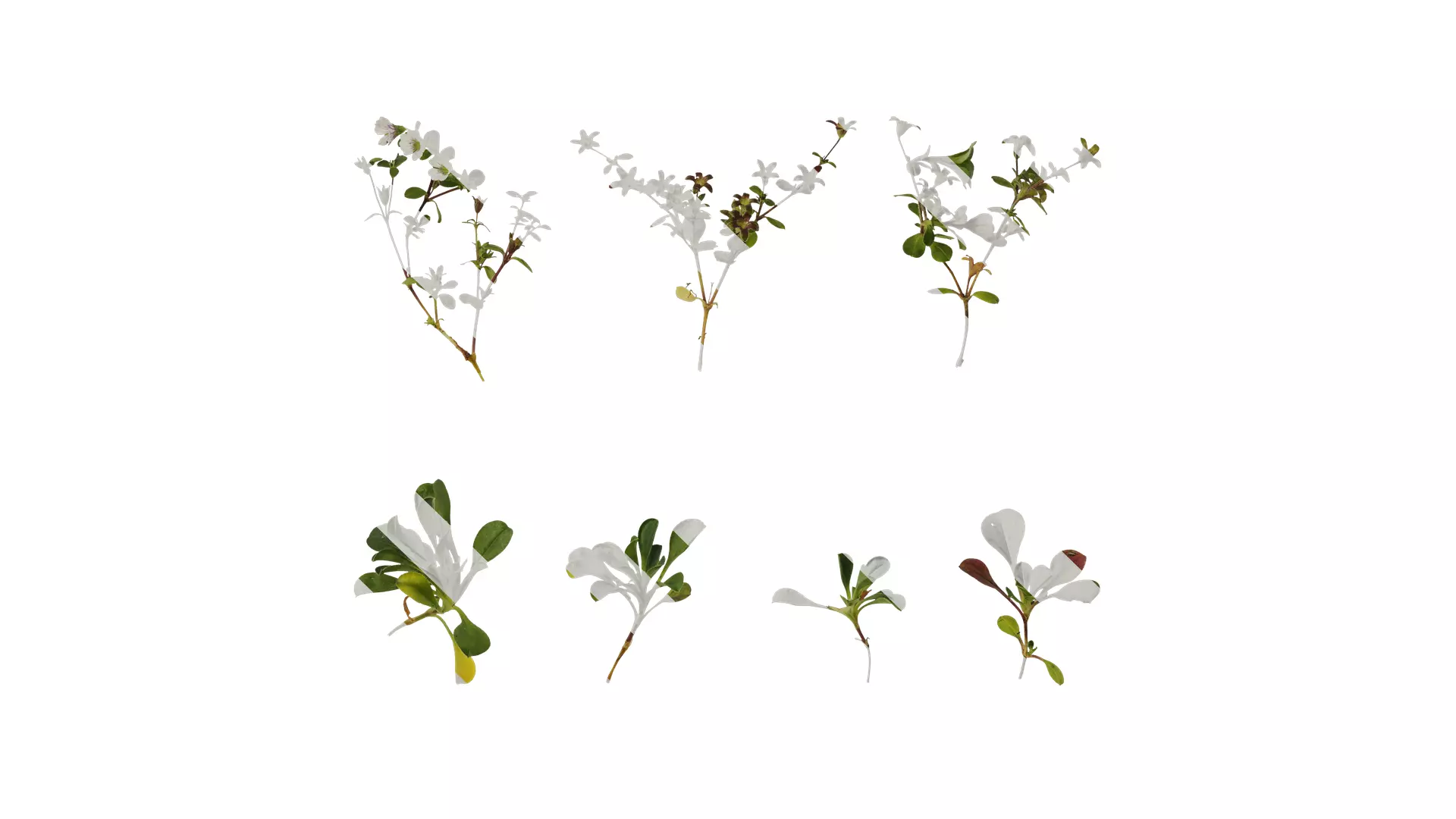 Anydrafts Gypsophila pixie splash Atlas 01 Texture