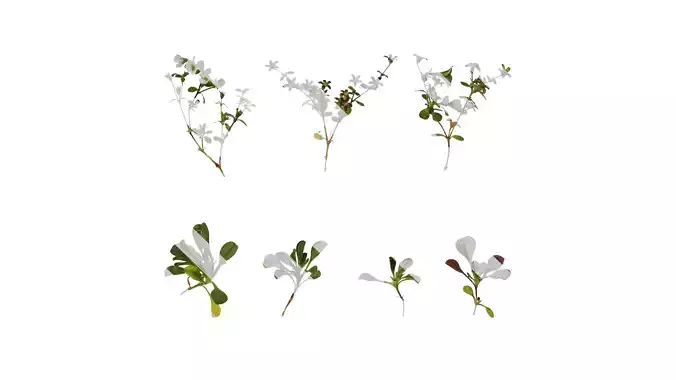 Anydrafts Gypsophila pixie splash Atlas 01