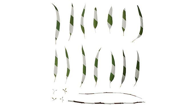 Anydrafts Eucalyptus saligna Atlas 08 Texture